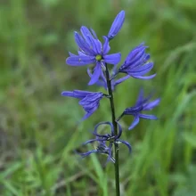 tall slender green stem with small purple-blue flowers blooming against a blurred green grass background