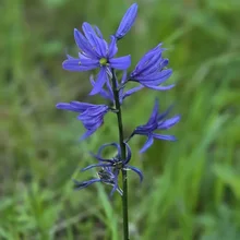 Single tall stem with multiple small purple-blue flowers blooming against a blurred green background