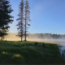 Two dogs standing on grassy shore near a calm lake with mist rising and tall trees in the background under a clear blue sky