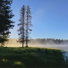 Mist rising over a calm lake surrounded by trees with two dogs on grassy shore in soft morning light