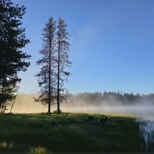 Two dogs near a misty lakeshore with tall pine trees and a clear blue sky