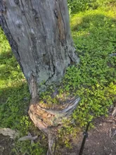 Close-up of the base of a weathered tree trunk surrounded by green ground cover and a walking stick on dirt
