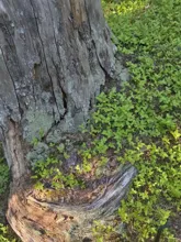 Close-up of a weathered tree stump surrounded by green leafy ground cover with sunlight casting shadows