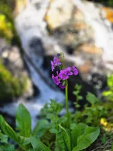 Cluster of small purple flowers on a slender green stem with broad green leaves in front of a blurred waterfall and rocks