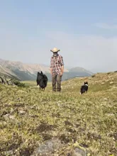 Man wearing a hat and plaid shirt walking on a rocky hillside with two black and white dogs, with mountains in the background