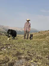 man wearing a plaid shirt and cowboy hat walking with two black and white dogs in a mountainous grassy landscape