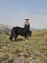 man in a cowboy hat standing on a grassy hillside with two black and white dogs and mountains in the background
