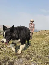 black and white dog walking on grassy terrain with a man wearing a plaid shirt and cowboy hat in the background