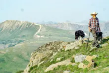 Man wearing a cowboy hat and plaid shirt hiking on a rocky grassy mountain slope with two black and white dogs