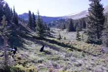 Two black and white dogs on a grassy hillside with scattered evergreen trees and mountains in the background