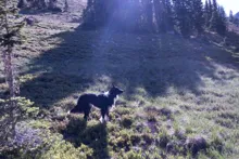 black and white dog standing on grassy terrain near tall trees with sunlight streaming through