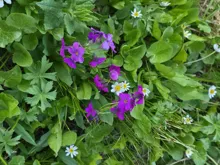 Cluster of vibrant purple flowers among lush green leaves with small white and yellow daisy-like flowers scattered around