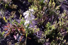 cluster of small white flowers on a green stem surrounded by low growing vegetation and soil