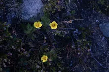 Small yellow flowers with green leaves growing among dark soil and rocks