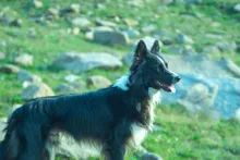 Black and white dog standing on grassy ground with scattered rocks, looking to the right with tongue out