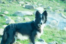 black and white dog standing on rocky grass with alert expression