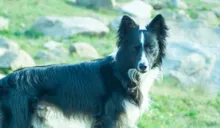 black and white dog with pointed ears standing on grass with rocks in the background