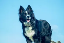 Black and white dog with fluffy fur standing outdoors against a clear blue sky