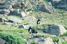 Two black and white dogs standing among rocks and green vegetation on a hillside