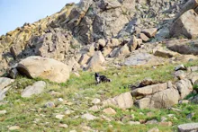 black and white dog standing on a grassy slope surrounded by large rocky formations