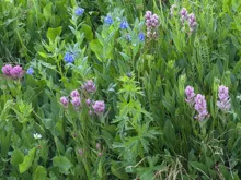 Cluster of pink and blue bell-shaped flowers growing amidst dense green foliage