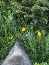 Yellow and purple wildflowers growing among green foliage beside a large rock and evergreen branches