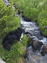 black and white dog sitting on grass near a flowing mountain stream surrounded by rocks and wildflowers