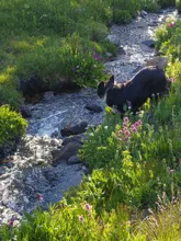 Dark brown dog walking through a shallow, rocky stream surrounded by green grass and purple wildflowers