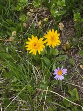 Two yellow flowers and one purple flower growing among green grass and leaves