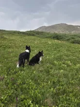 Two black and white dogs in a green field with a hill in the background under a cloudy sky