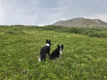 Two black and white dogs in a grassy field with a mountain and cloudy sky in the background