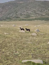 Two black and white dogs standing in a grassy field with scattered rocks and a rocky hillside in the background