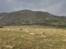 Open grassy field with scattered rocks and a mountain in the background under a cloudy sky, with two dogs standing among the rocks