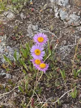 Cluster of small purple flowers with bright yellow centers growing among green foliage and rocky soil