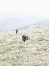 Two black and white dogs walking on a grassy hillside with mountains in the background
