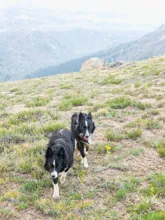 Two black and white dogs walking on a grassy hillside with mountains in the background