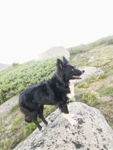 Black and white dog standing on a large rock with its mouth open, in a grassy, rocky outdoor setting