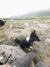 Black and white dog sitting on rocky ground near a person's legs with a mountainous landscape in the background