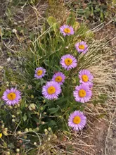 Cluster of purple flowers with yellow centers growing among green leaves and dry grass