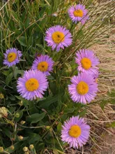 cluster of purple-petaled flowers with large yellow centers surrounded by green leaves and grass