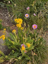 Cluster of yellow and light purple wildflowers growing among green grass and leaves