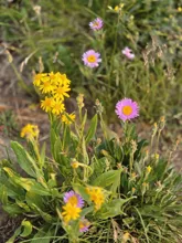 Cluster of yellow and purple wildflowers with green leaves growing in a natural grassy area