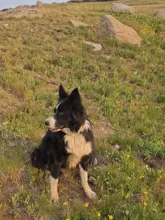 black and white dog sitting on a grassy hillside with scattered yellow and purple flowers and large rocks in the background