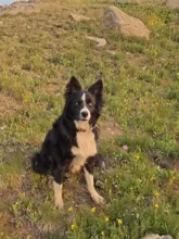 black and white dog sitting on grassy patch with wildflowers and rocks nearby