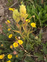 Cluster of yellow flowers with textured green leaves growing among grass and soil