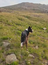 black and white dog standing in a grassy, rocky meadow with a mountainous background