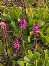 Clusters of pink and purple spiky flowers standing among broad green leaves and grassy vegetation