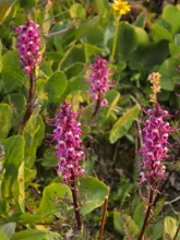 Clusters of vibrant pink flowers with curled petals on tall stems among green leafy plants