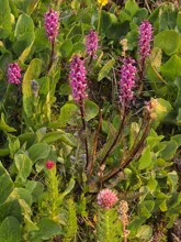 Purple and pink flower spikes emerging from green leafy plants in a natural setting