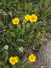 Yellow five-petal flowers and small white daisies growing among green grass and leaves near a rock